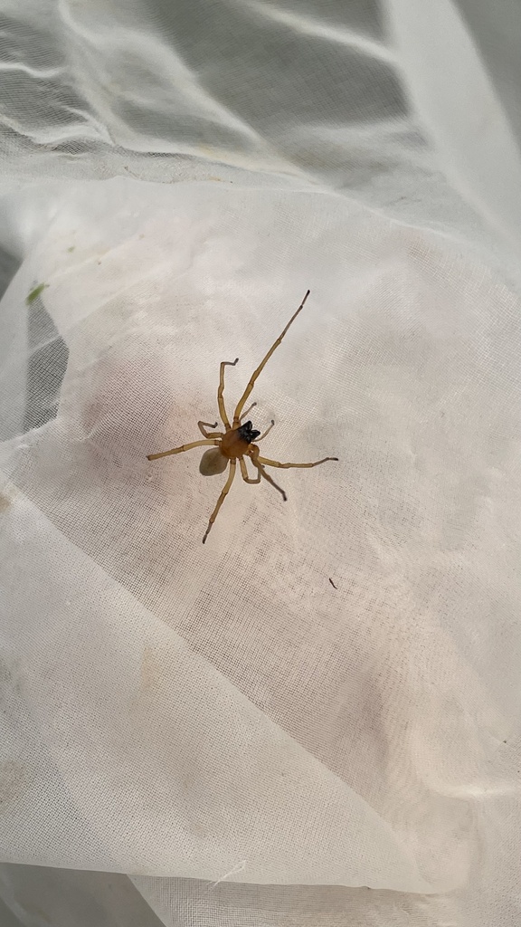 Cheiracanthium lascivum