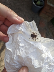 Steatoda nobilis