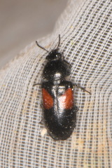 Divales bipustulatus