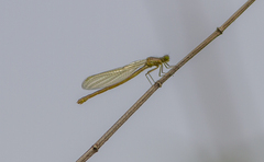 Erythromma