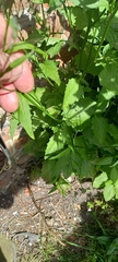 Lapsana communis