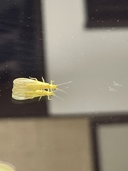 Alloperlini