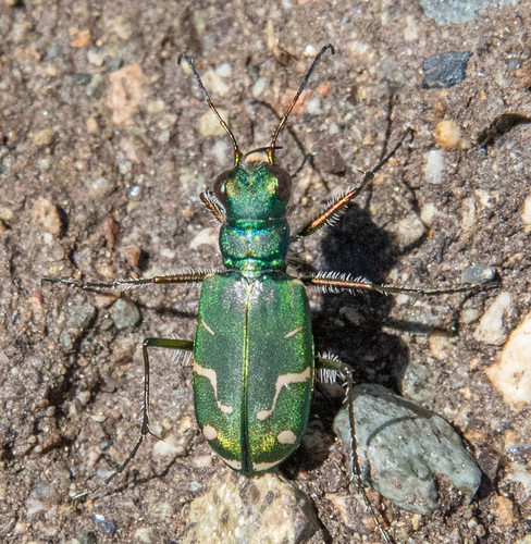 Oblique-lined Tiger Beetle photo 5