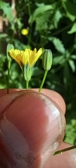 Lapsana communis