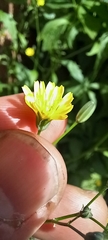 Lapsana communis