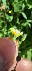 Lapsana communis