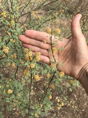 Vachellia vernicosa
