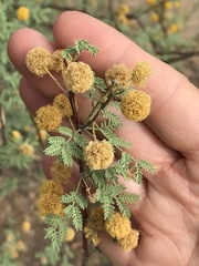 Vachellia vernicosa