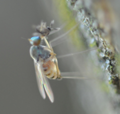 Dactylomyia lateralis