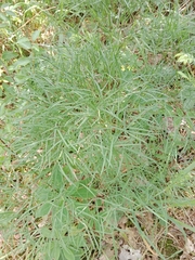 Peucedanum officinale