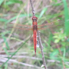 Libellula needhami