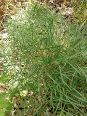 Peucedanum officinale