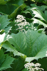 Rodgersia podophylla