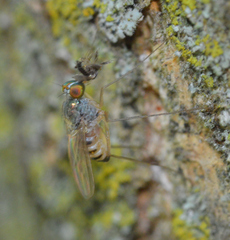 Dactylomyia lateralis