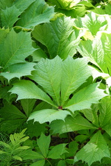 Rodgersia podophylla