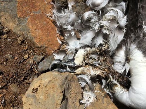 Pterodroma phaeopygia observed 2022-06-16