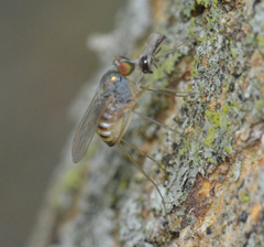 Dactylomyia lateralis