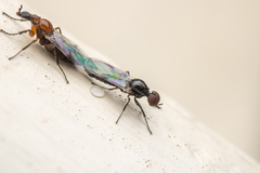 Dilophus tibialis breviceps