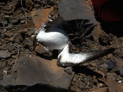 Pterodroma sandwichensis