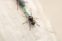 Dilophus tibialis breviceps