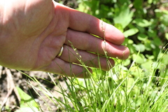 Carex radiata