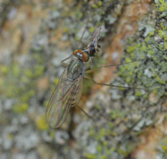 Dactylomyia lateralis