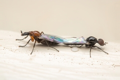 Dilophus tibialis breviceps