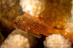 Scorpaenodes corallinus