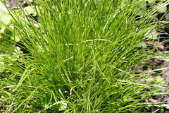 Carex radiata