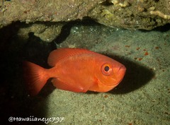 Heteropriacanthus