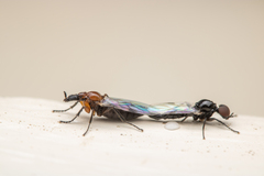 Dilophus tibialis breviceps