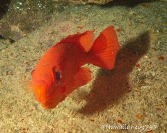 Heteropriacanthus