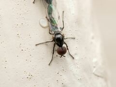 Dilophus tibialis breviceps