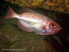 Heteropriacanthus