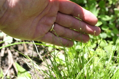 Carex radiata