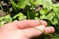 Carex radiata