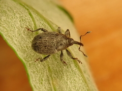 Sibinia viscariae