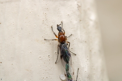 Dilophus tibialis breviceps