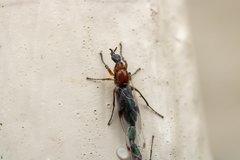 Dilophus tibialis breviceps