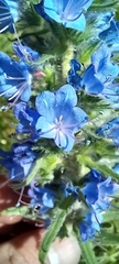Echium vulgare