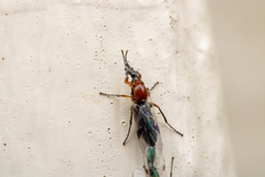 Dilophus tibialis breviceps