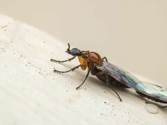 Dilophus tibialis breviceps