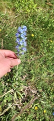 Echium vulgare