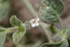 Heliotropium hirsutissimum