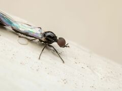 Dilophus tibialis breviceps