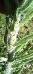 Echium vulgare