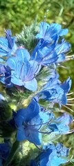 Echium vulgare