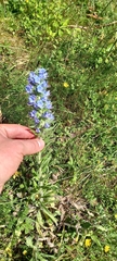Echium vulgare