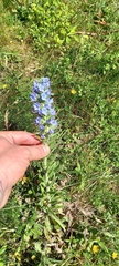 Echium vulgare