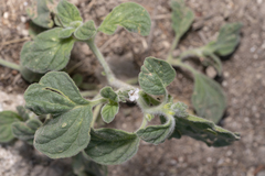 Heliotropium hirsutissimum